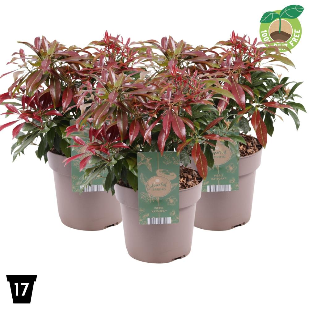 Pieris