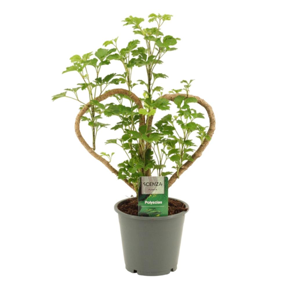 Polyscias
