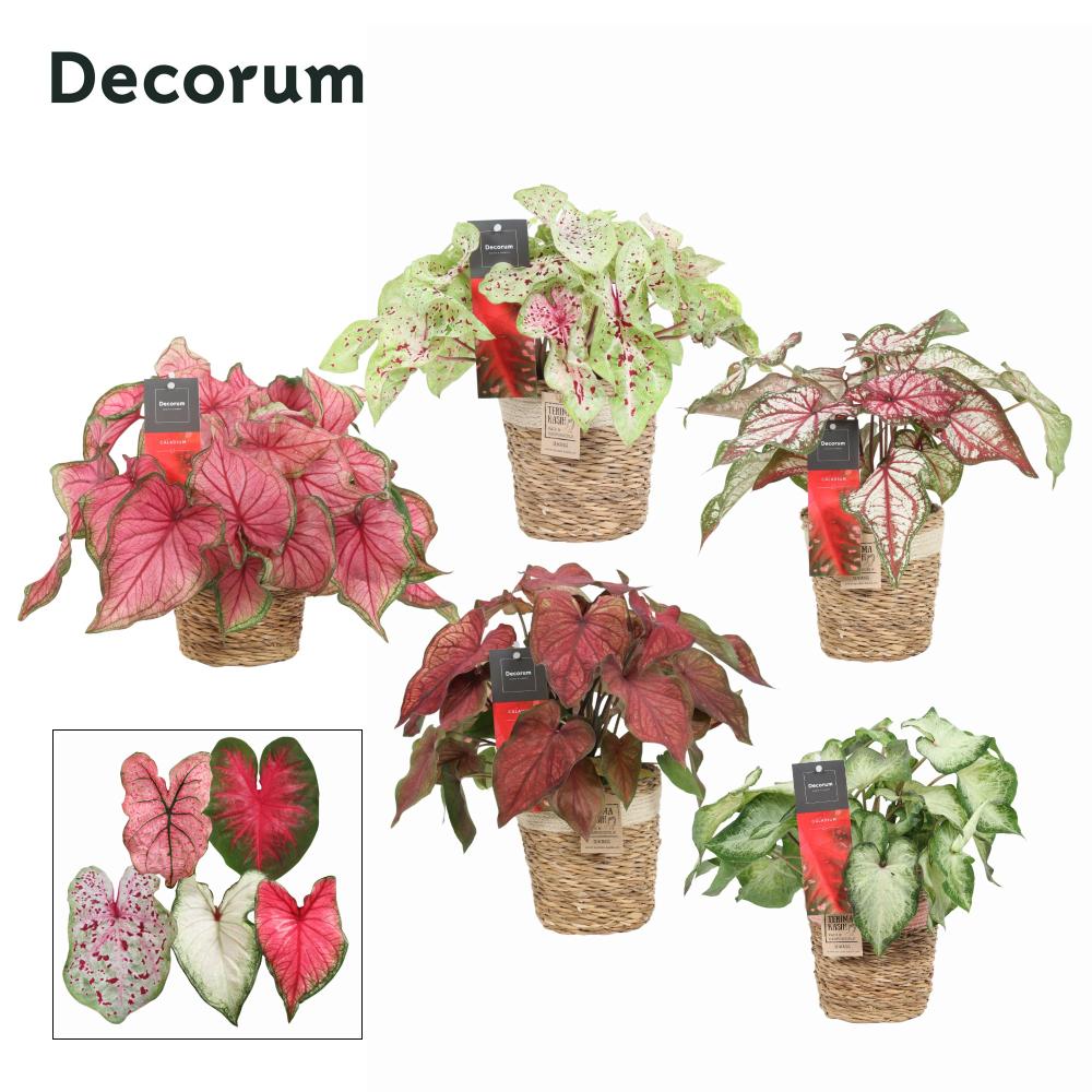 Caladium