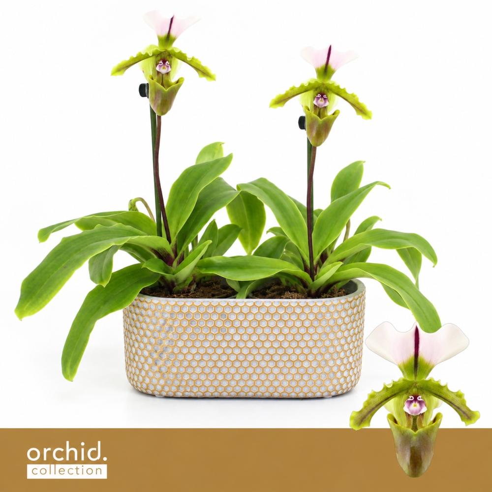 Paphiopedilum