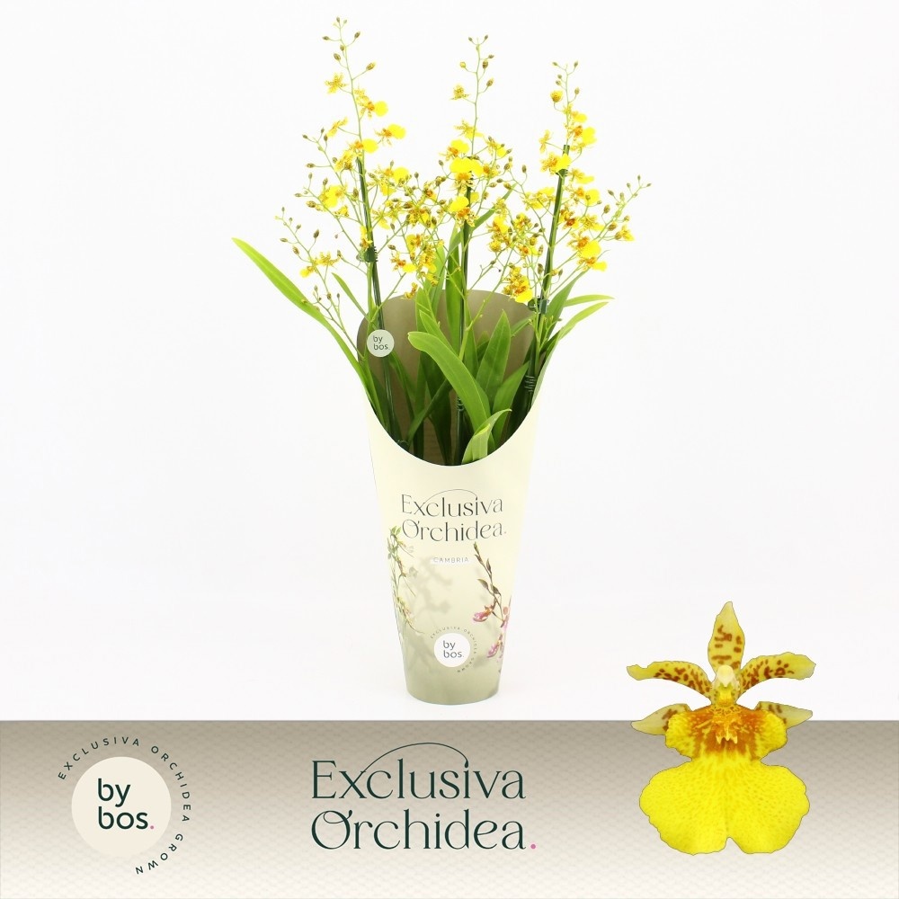 Oncidium