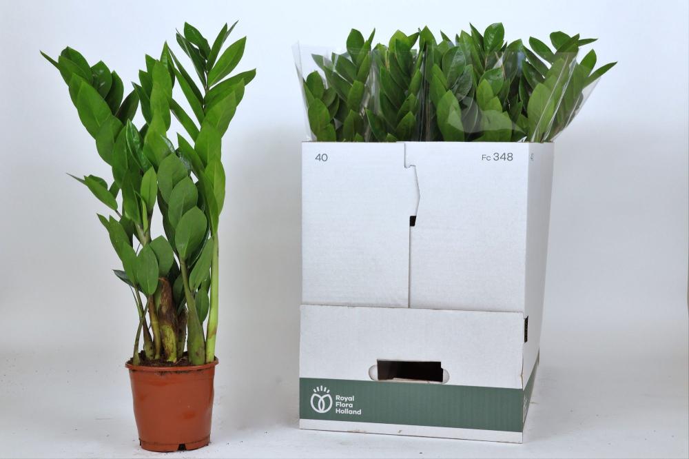 Zamioculcas