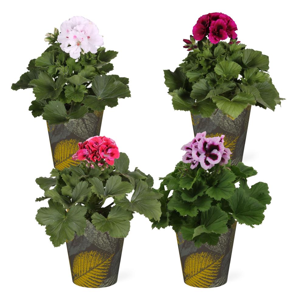pelargonium