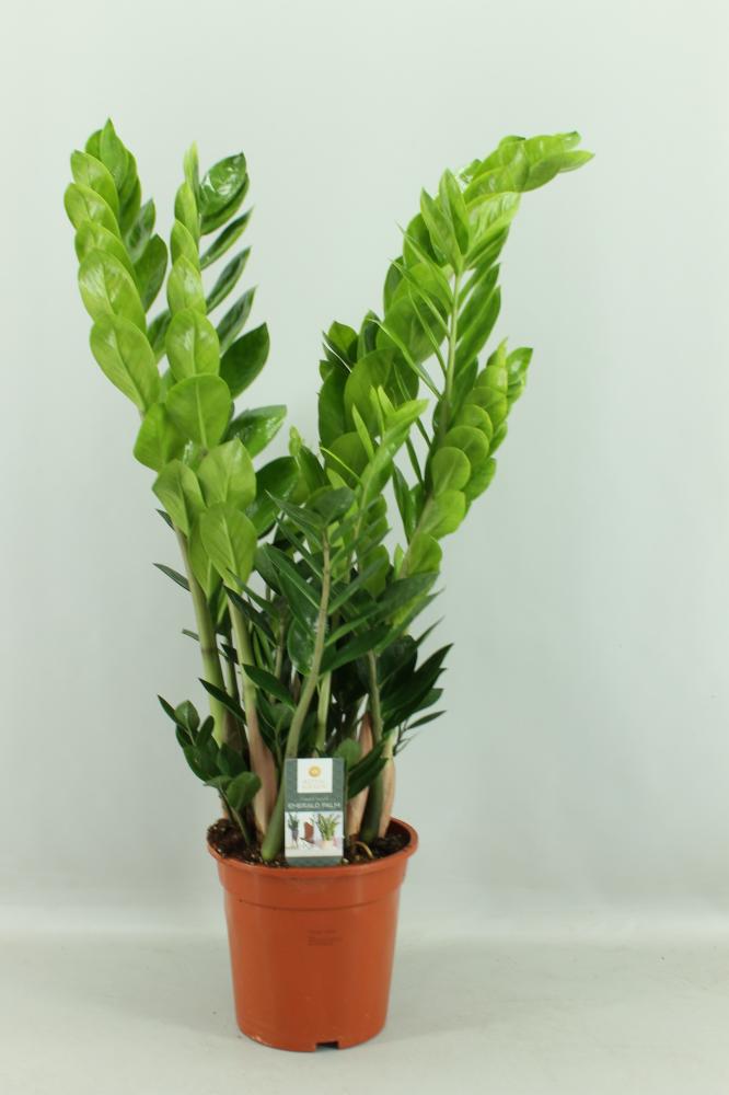 Zamioculcas