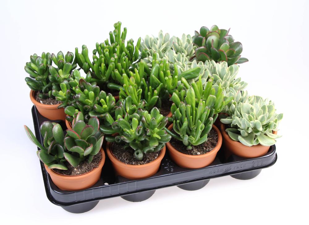 crassula