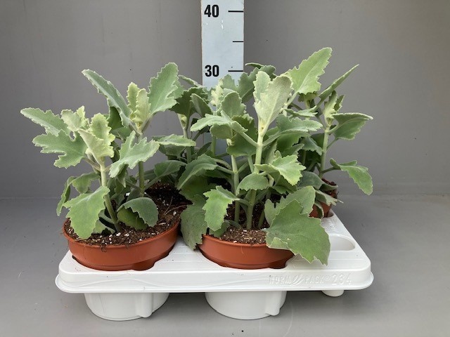 kalanchoe