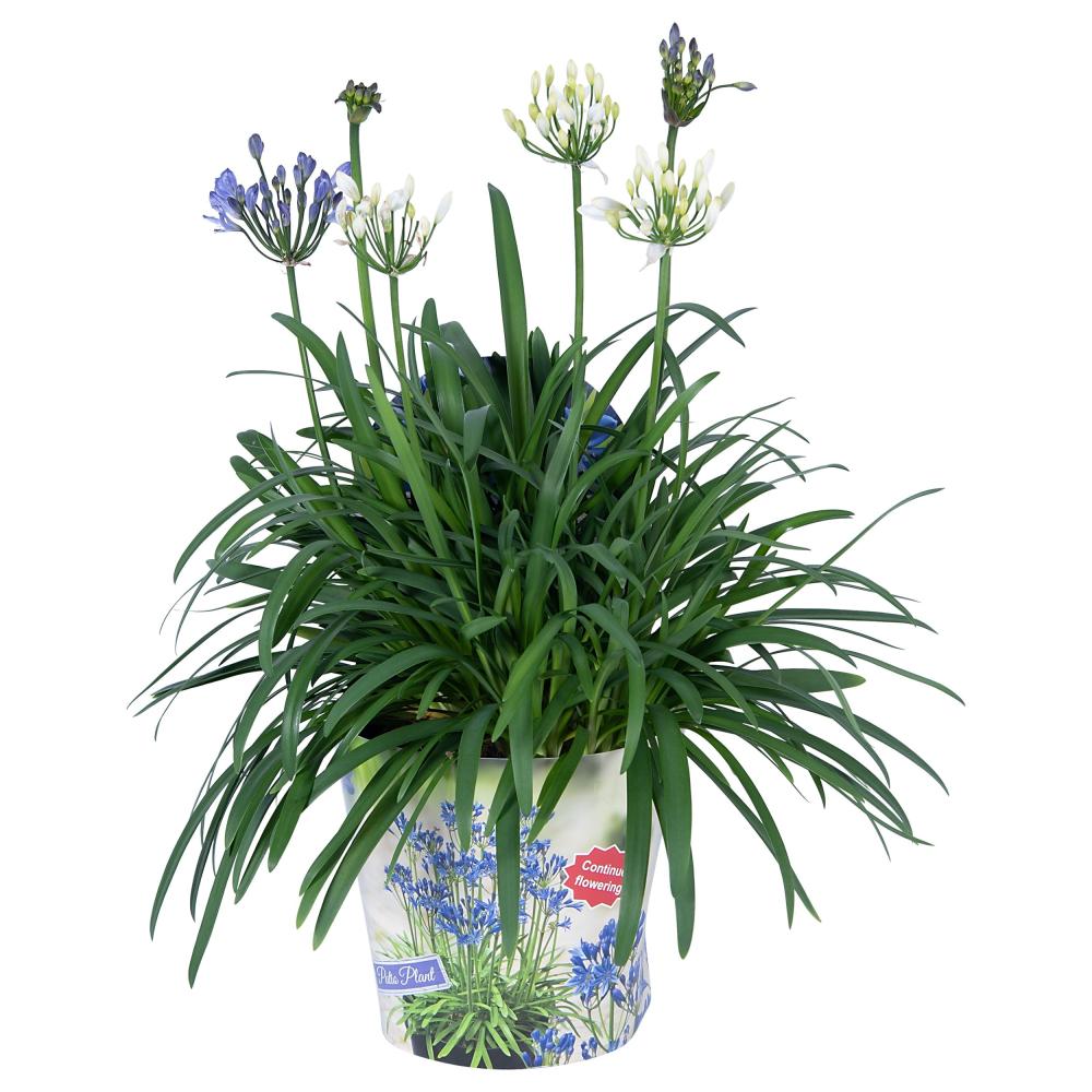 Agapanthus