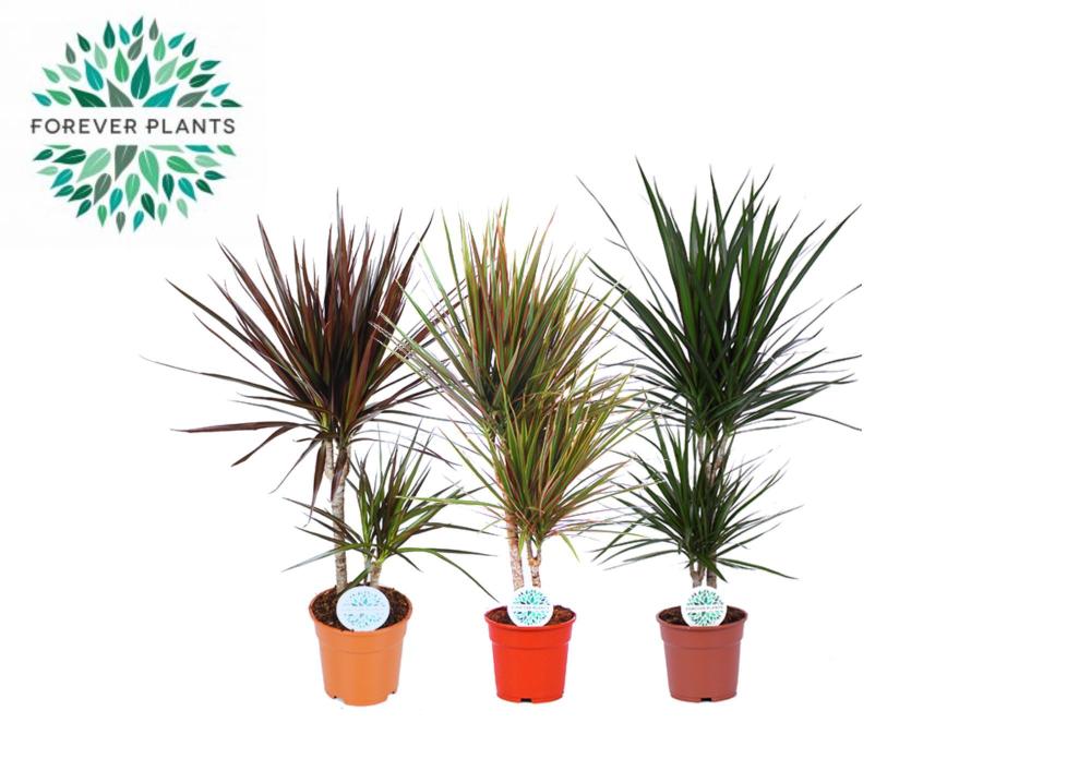Plantes mix