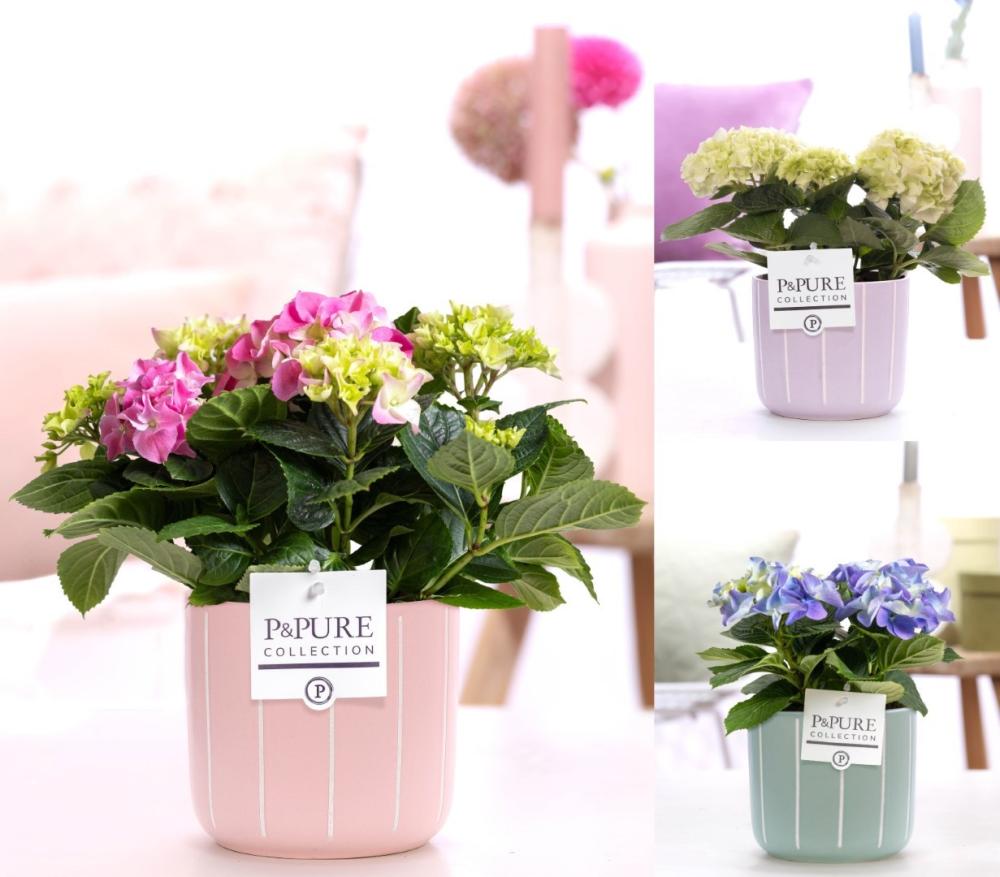 hydrangea