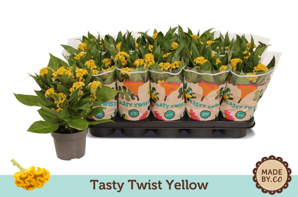 celosia