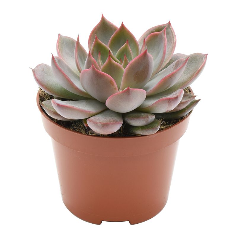 Echeveria