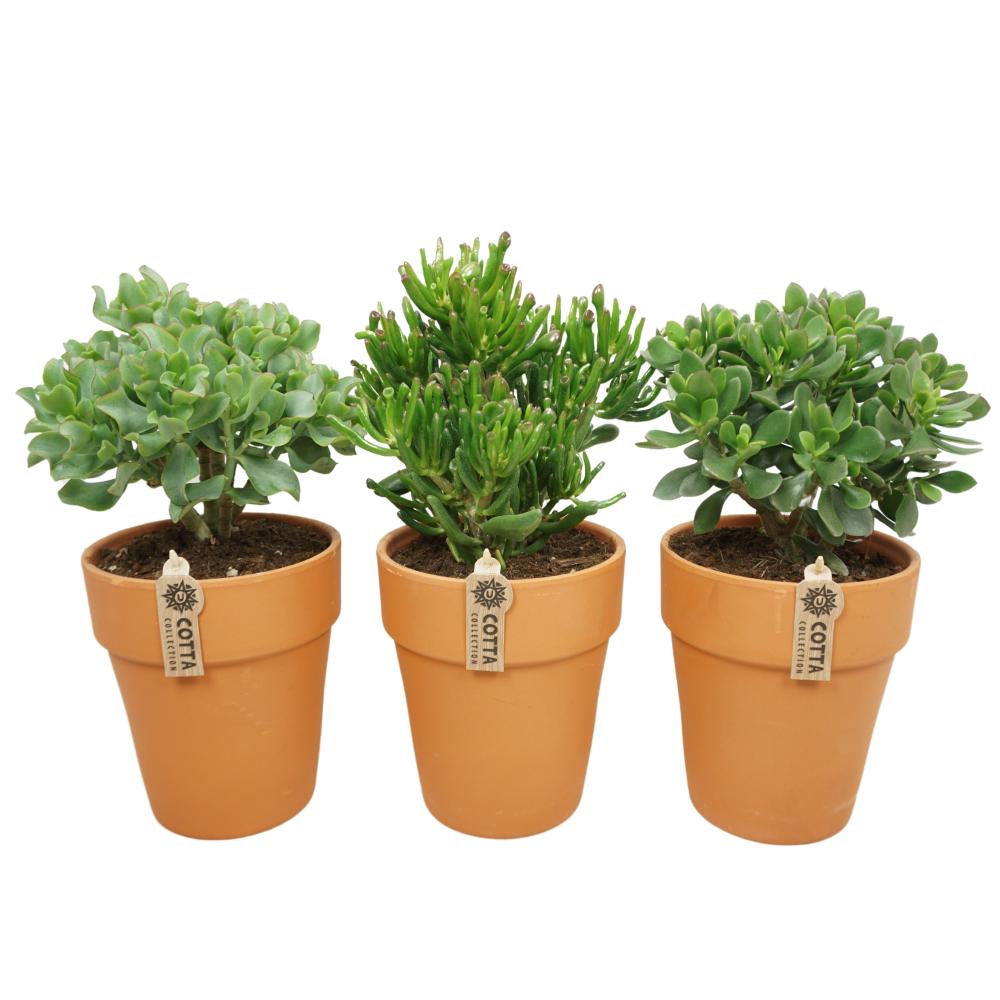 crassula