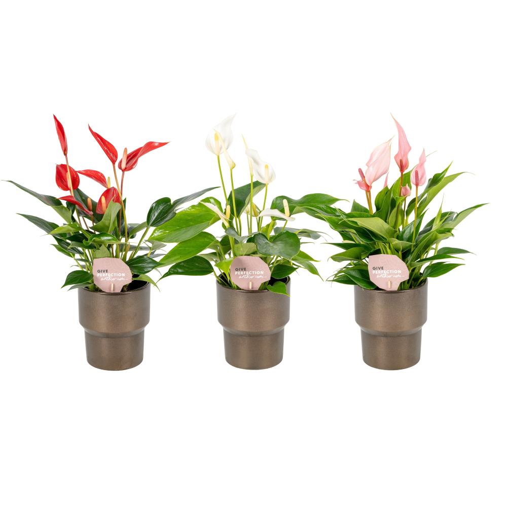 Anthurium