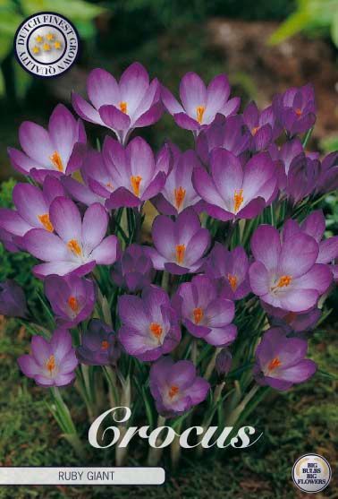 Crocus