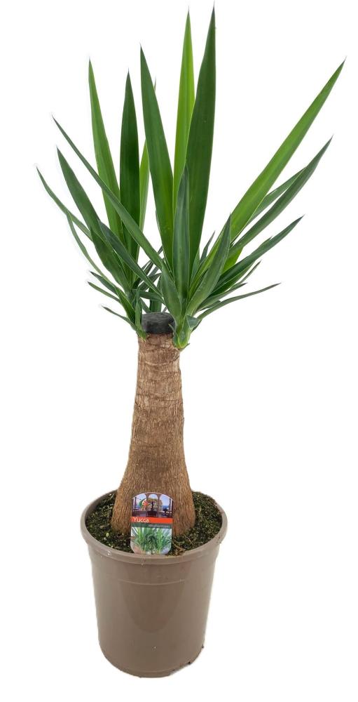 yucca