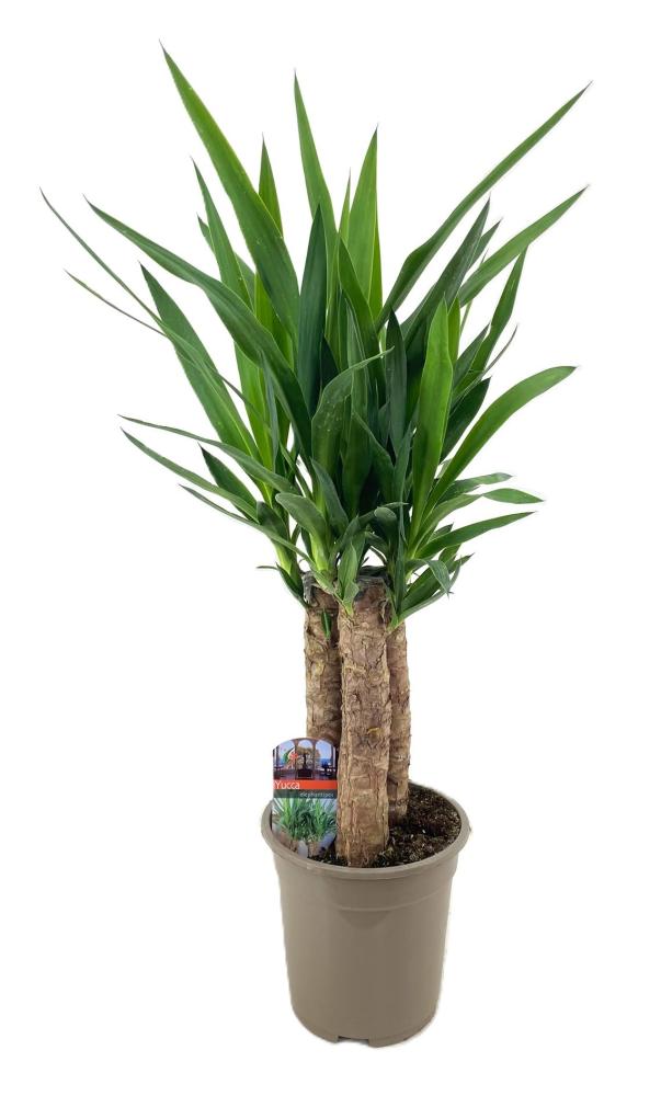 yucca