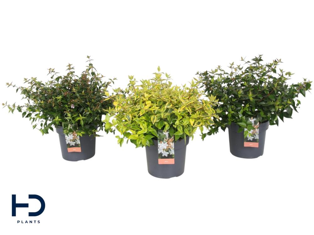 Abelia