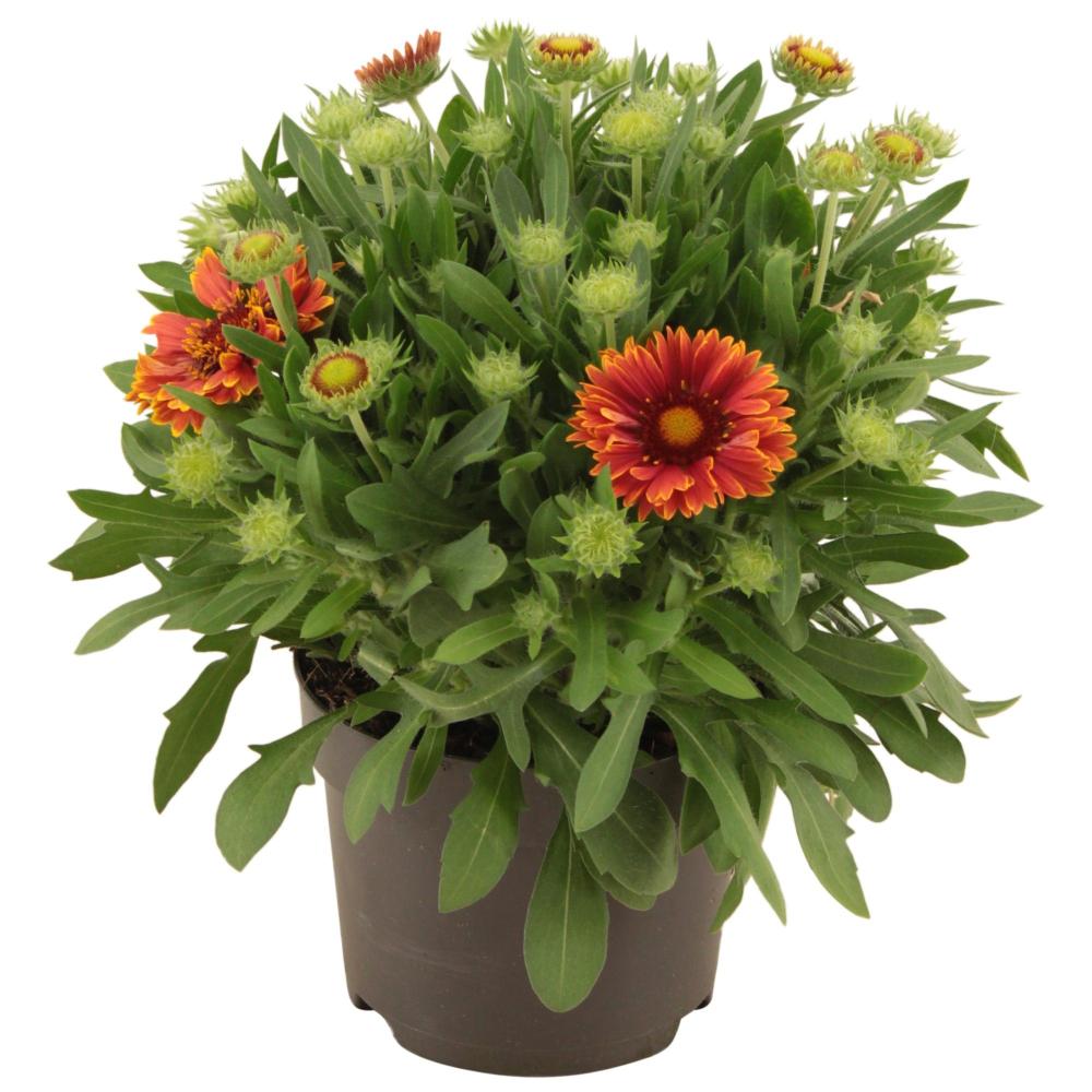 Gaillardia