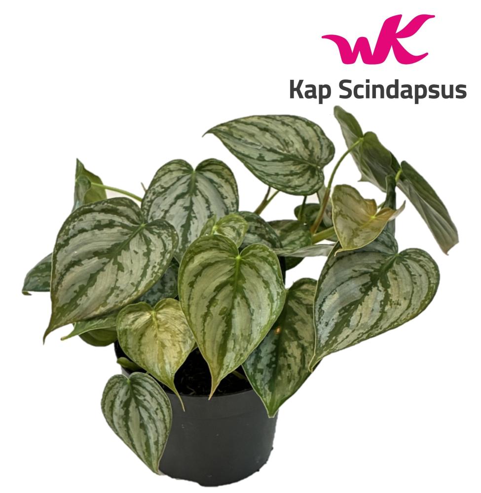 Philodendron