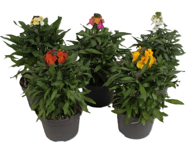 Erysimum