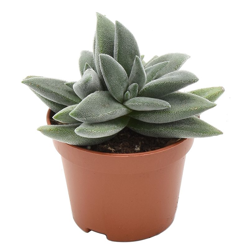 Crassula