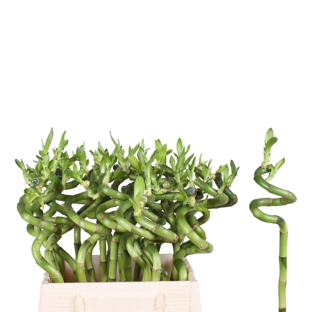Lucky bamboo