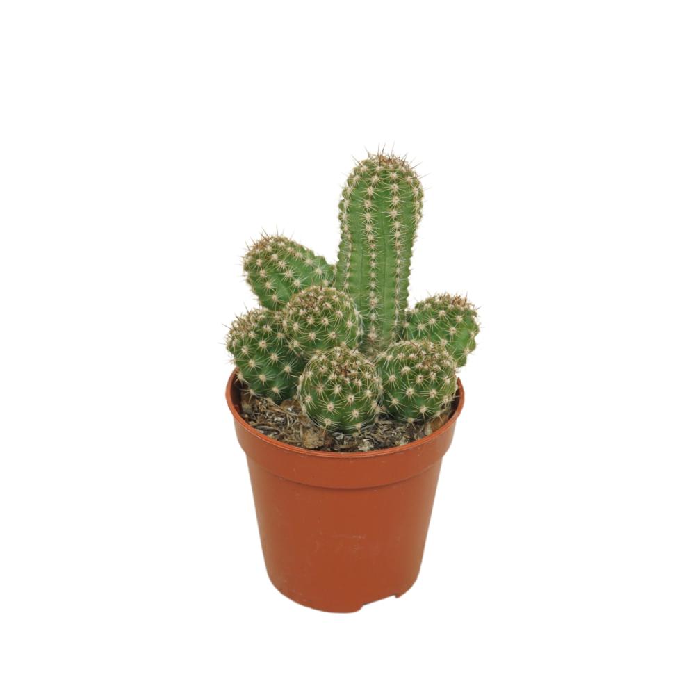 Chamaecereus