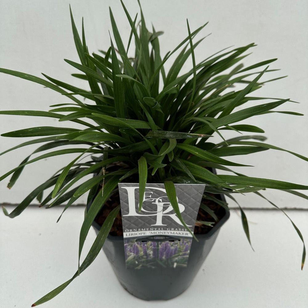 Liriope