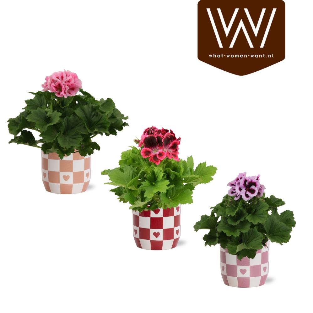 pelargonium