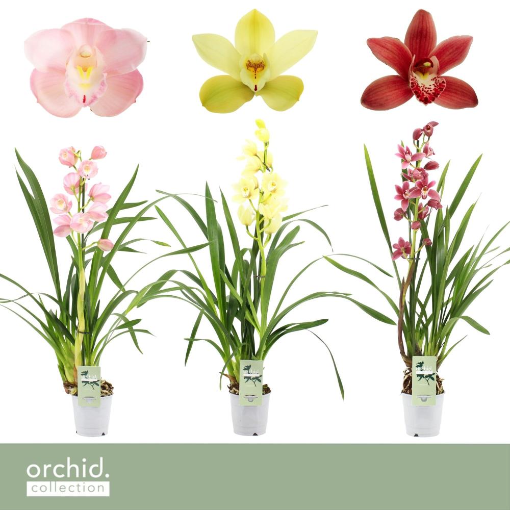 cymbidium
