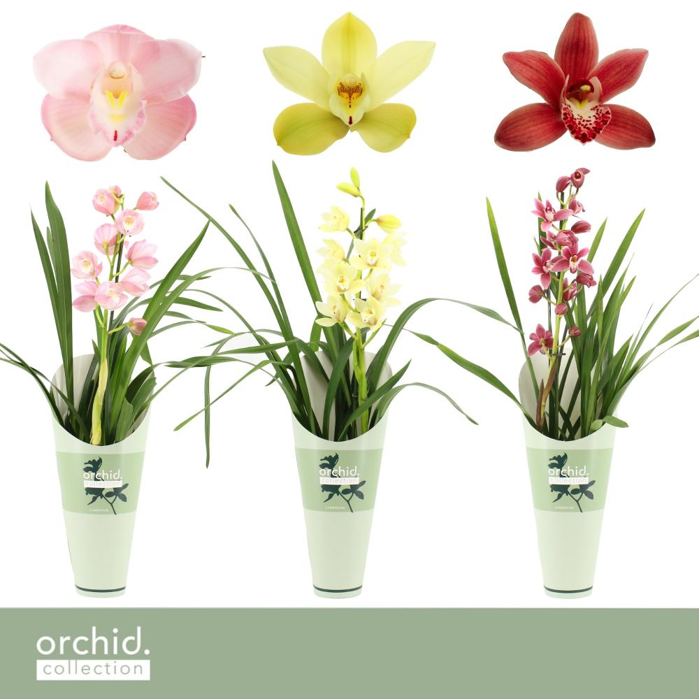 cymbidium