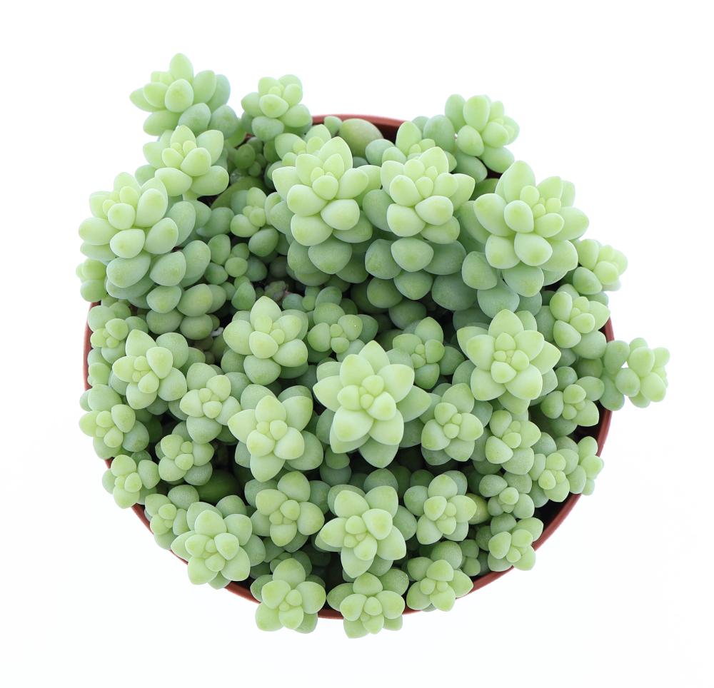sedum