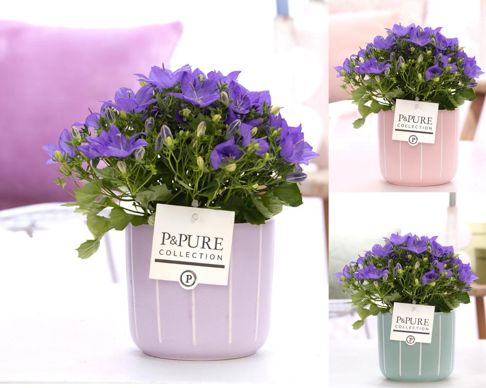 campanula