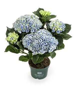 hydrangea