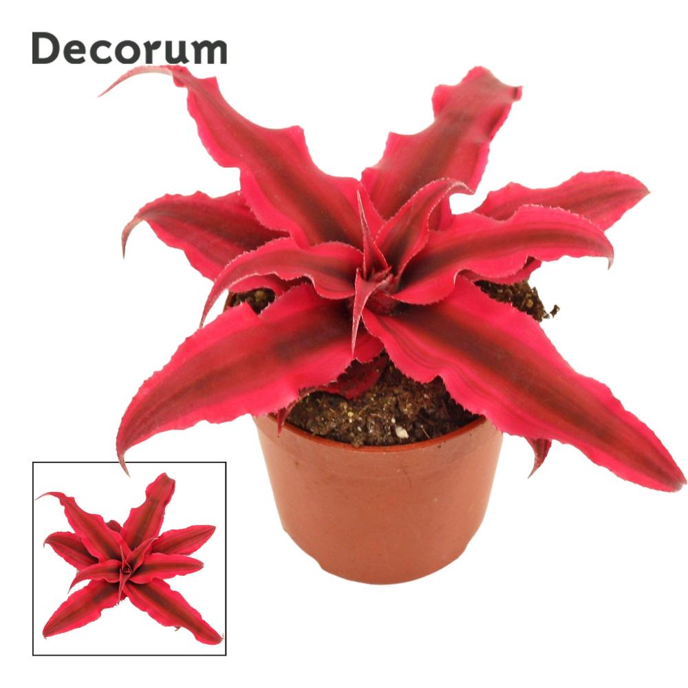 Cryptanthus