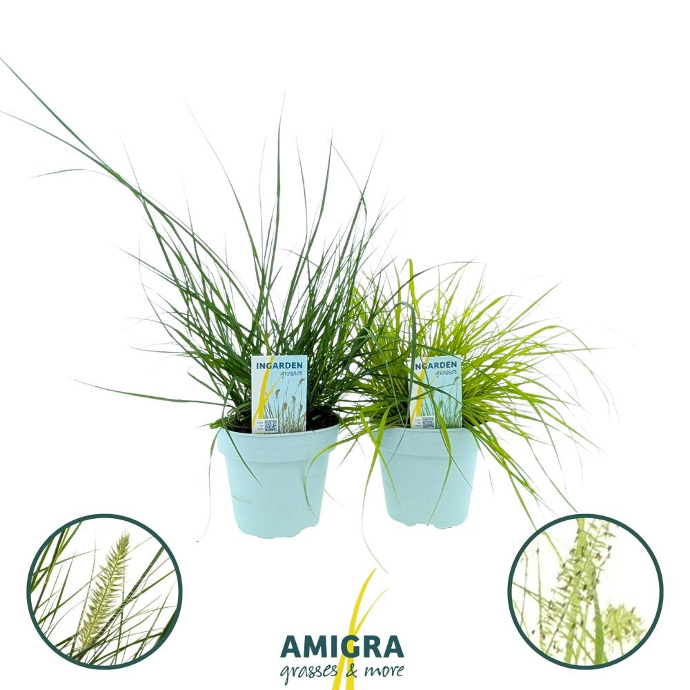Pennisetum