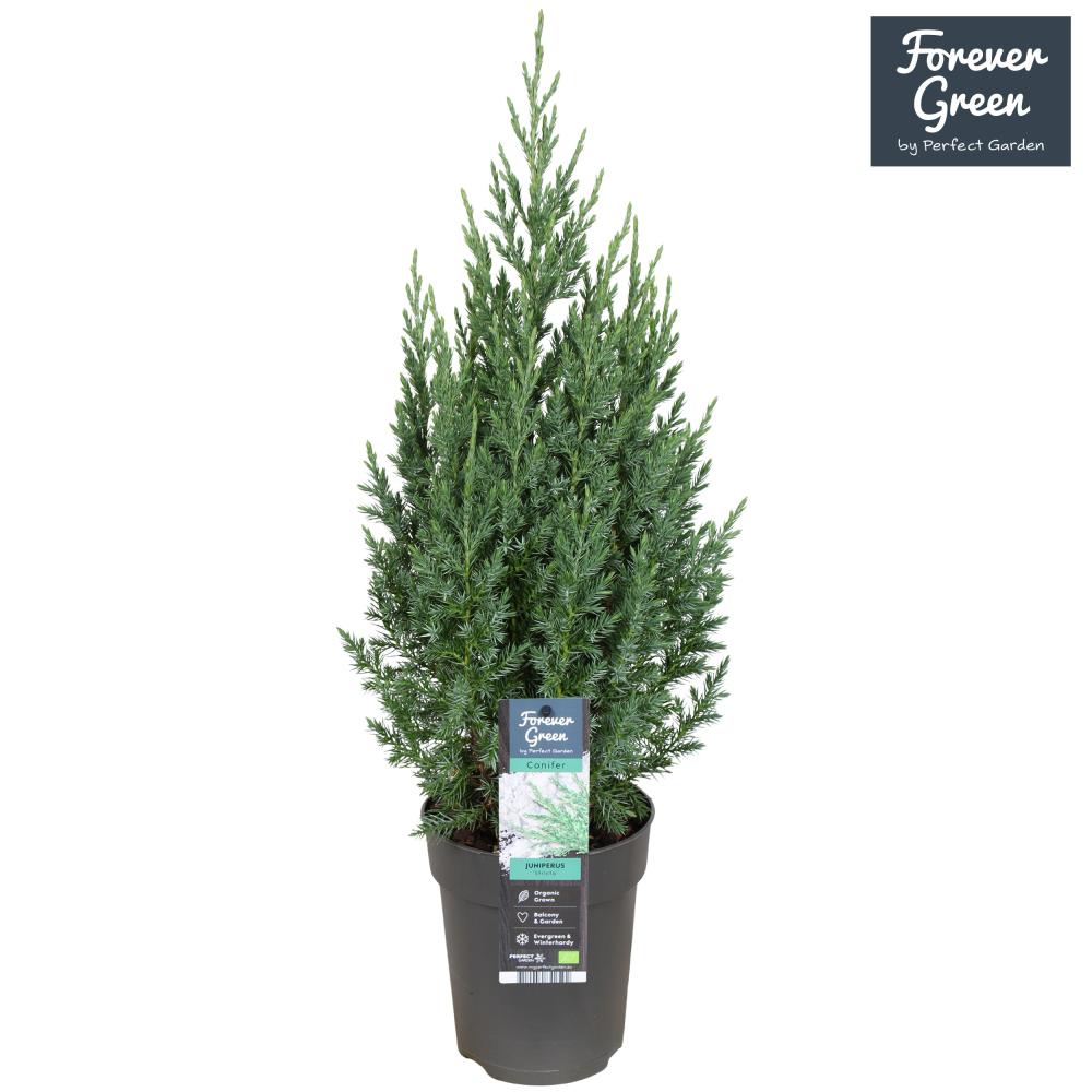 Juniperus