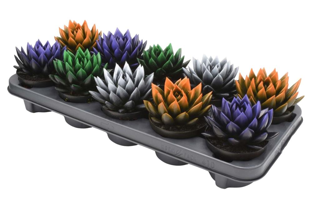 echeveria