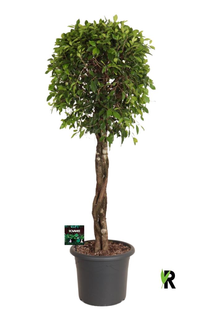 Ficus