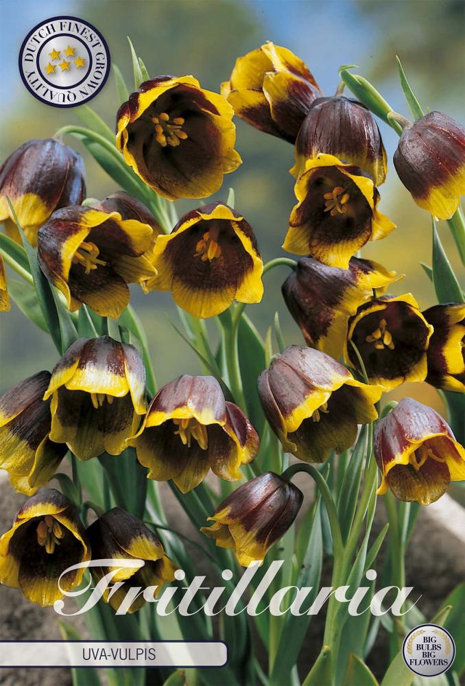 Fritillaria