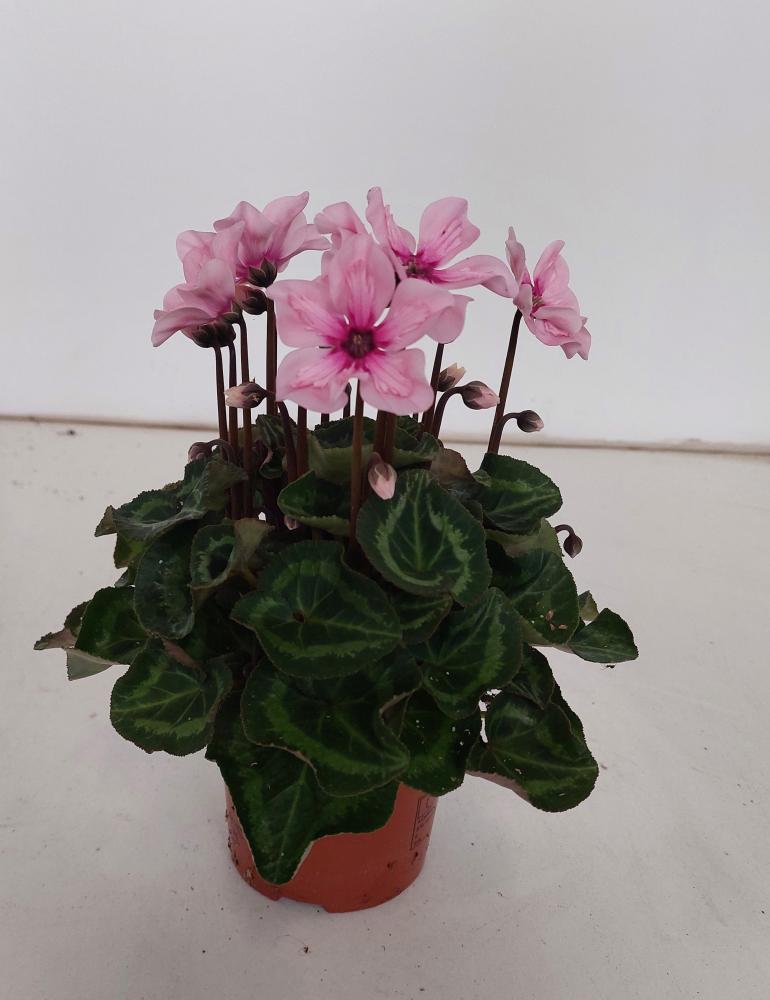 Cyclamen