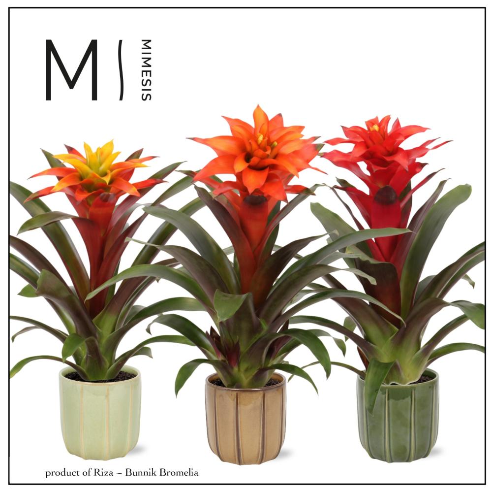 Guzmania