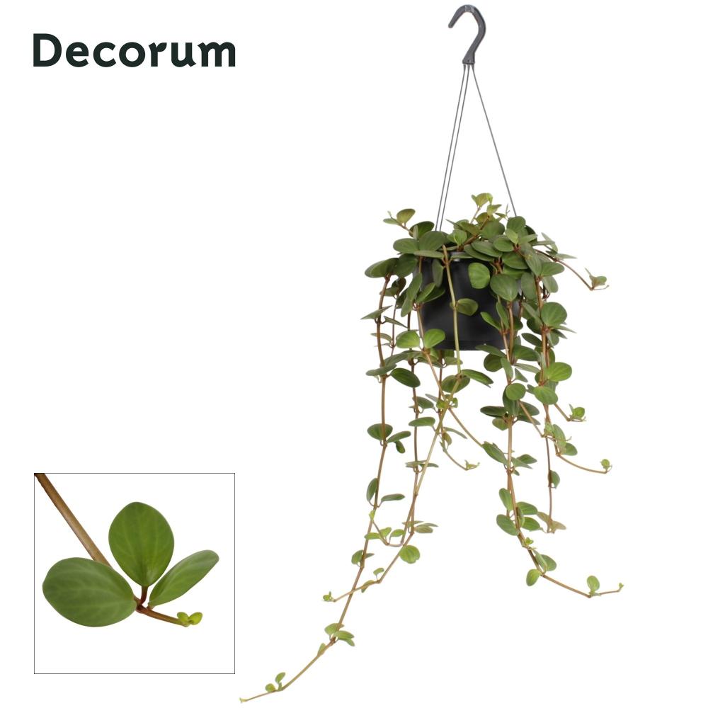 Peperomia