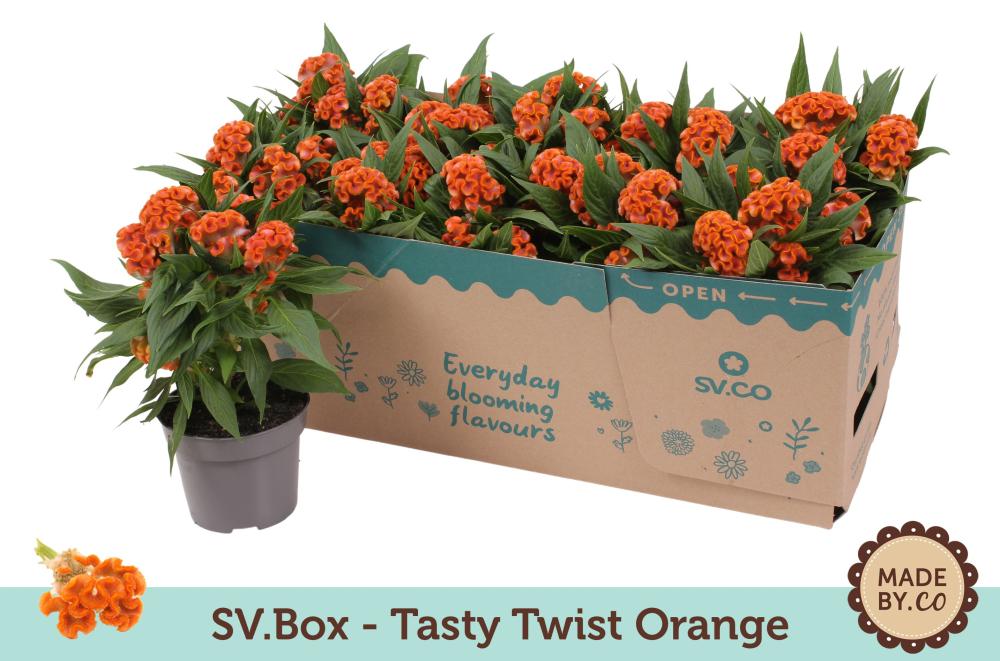 celosia