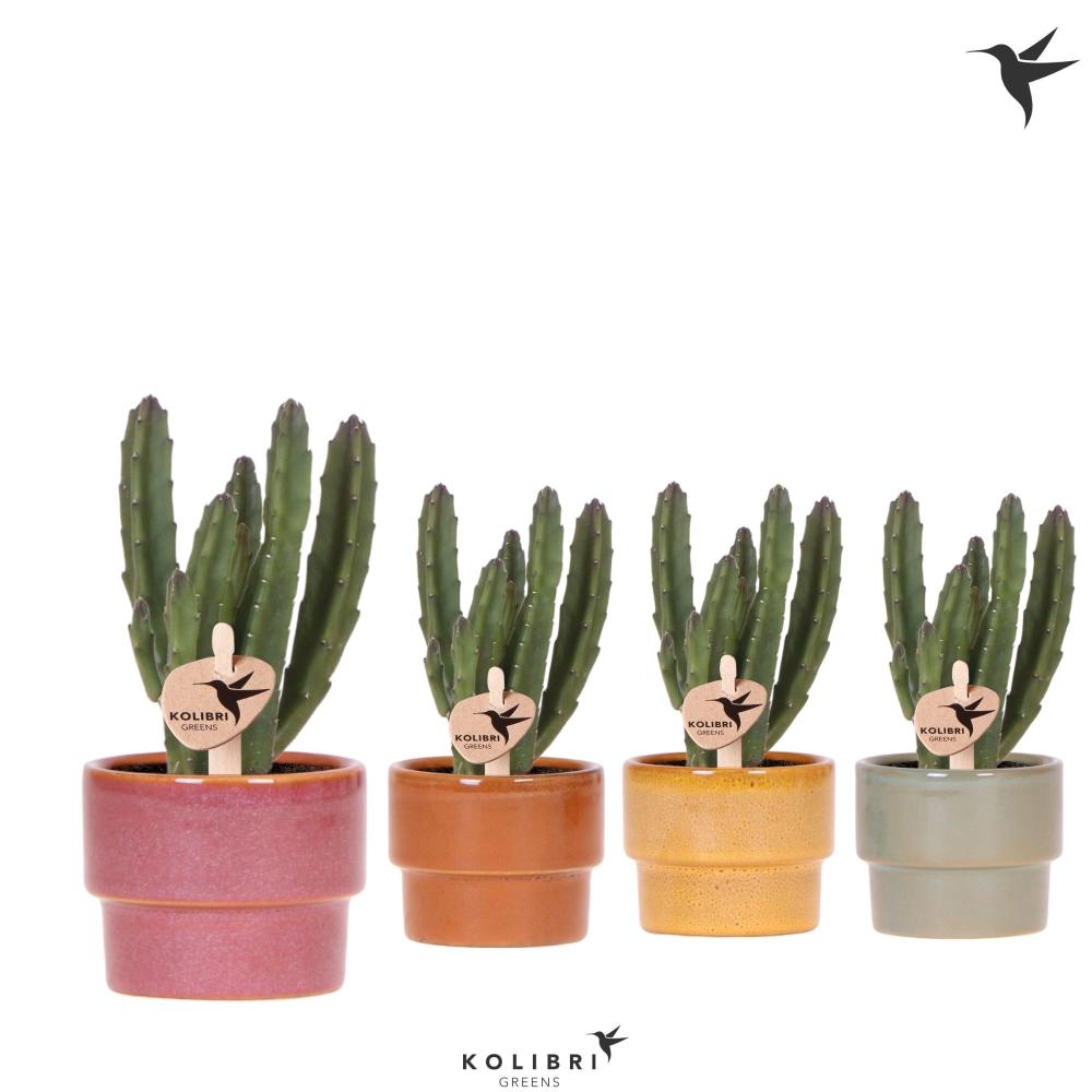 Stapelia