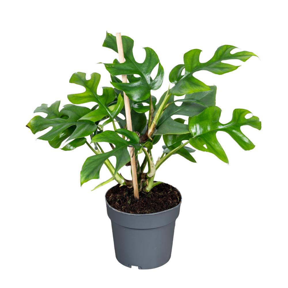 Monstera