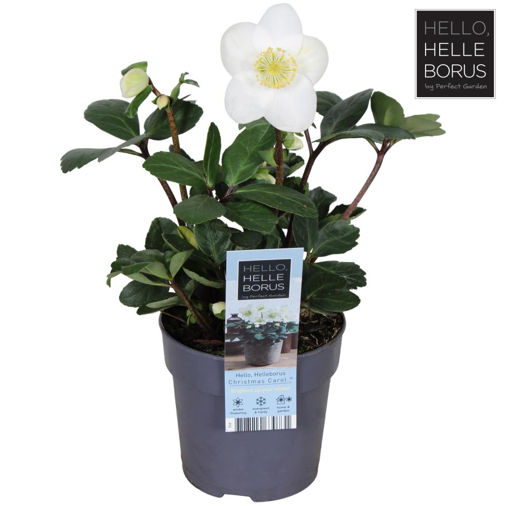 Helleborus