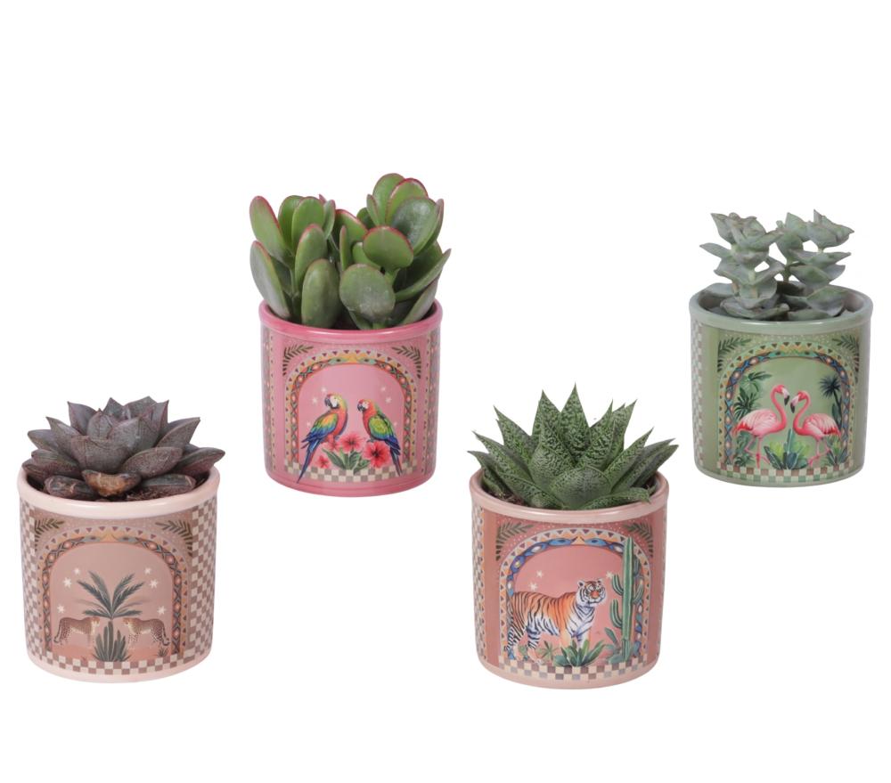 succulentes