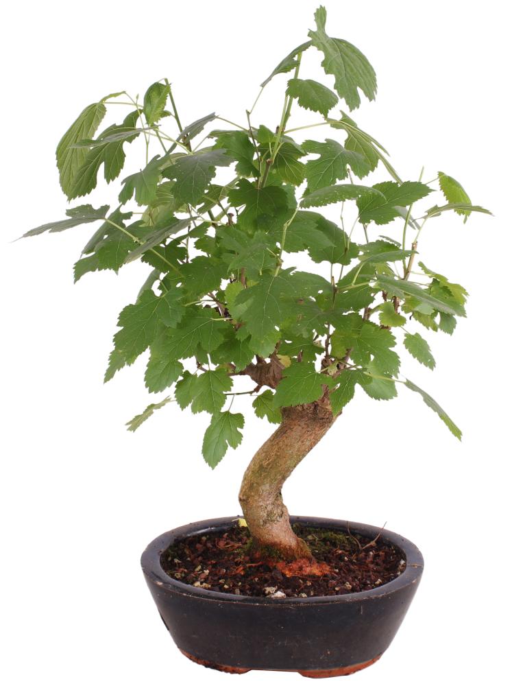 bonsai