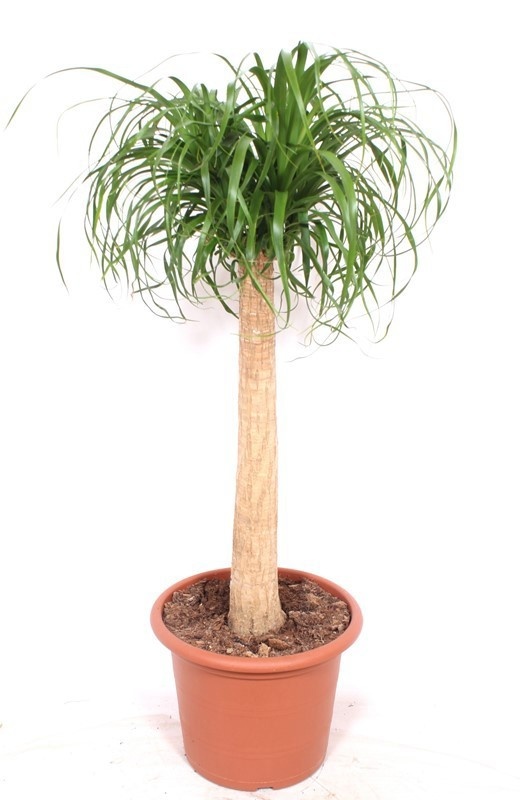 Beaucarnea